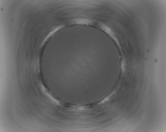 X0000081390249200701252111