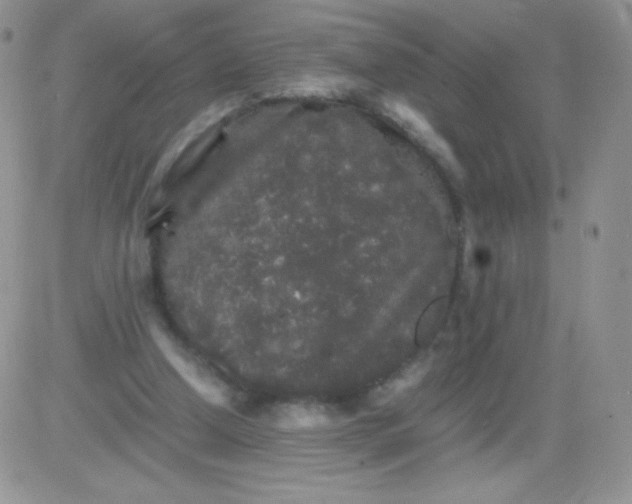 X0000081390250200701252111