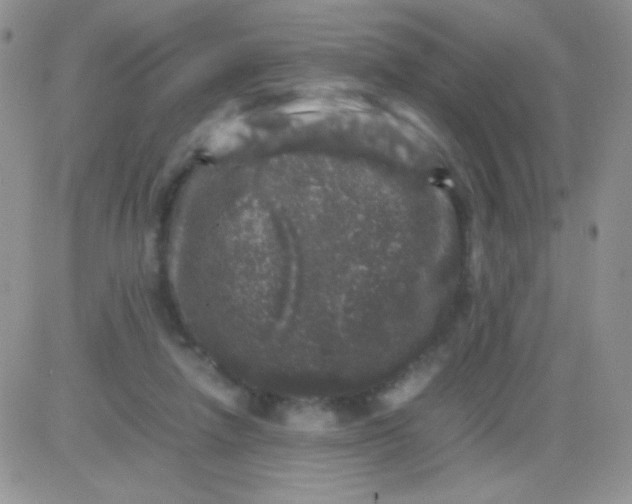 X0000081390258200701252111