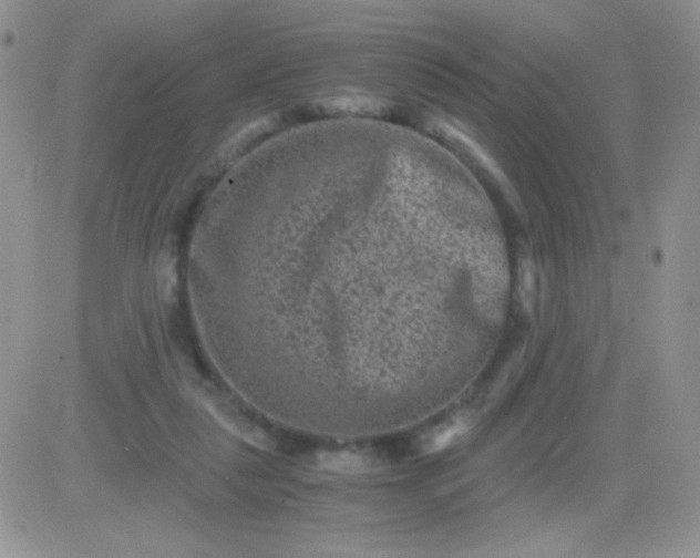 X0000081390259200701252111