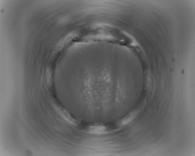 X0000081390266200701252112