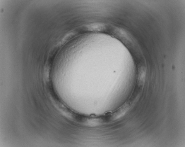 X0000081390268200701252112