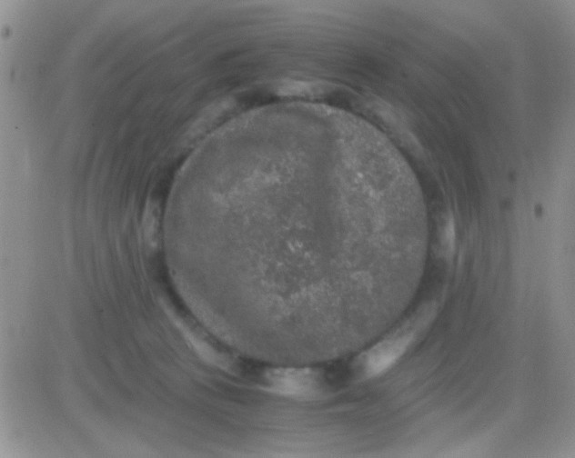 X0000081390273200701252112