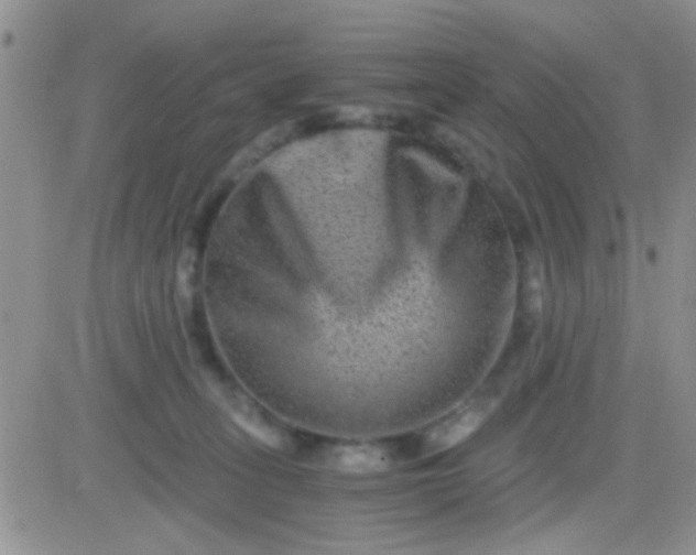 X0000081390275200701252112