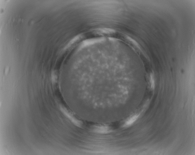 X0000081390284200701252112