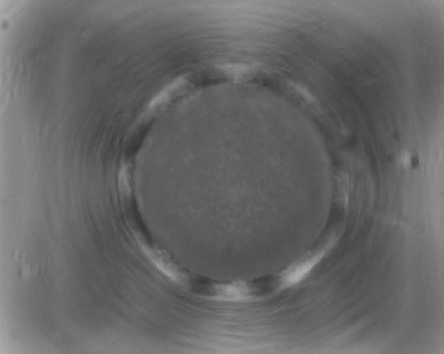 X0000081390286200701252112