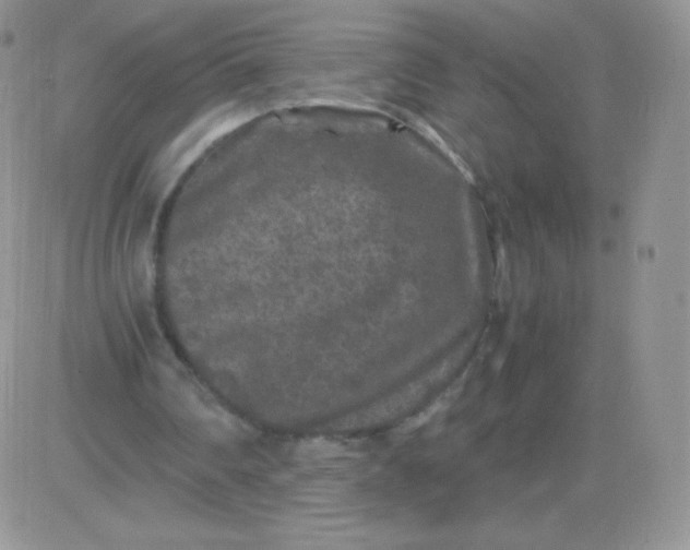 X0000081390290200701252111