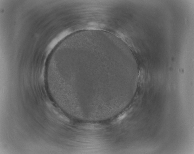 X0000081390292200701252111