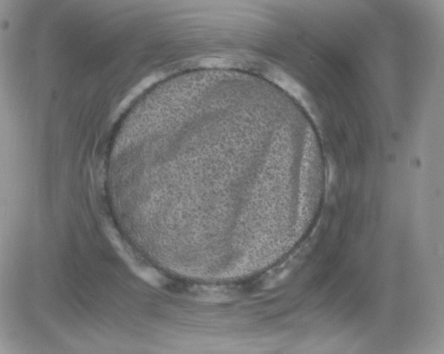 X0000081390297200701252111