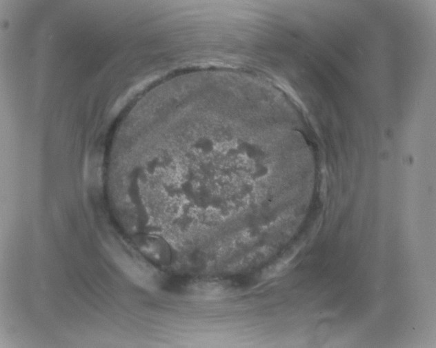 X0000081390299200701252111