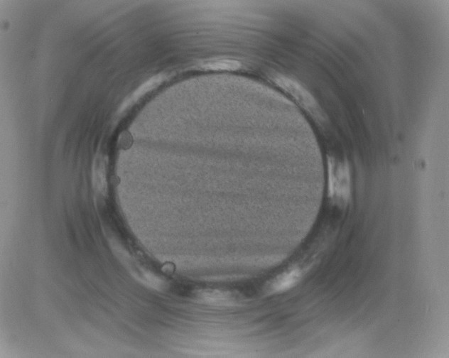 X0000081390300200701252111