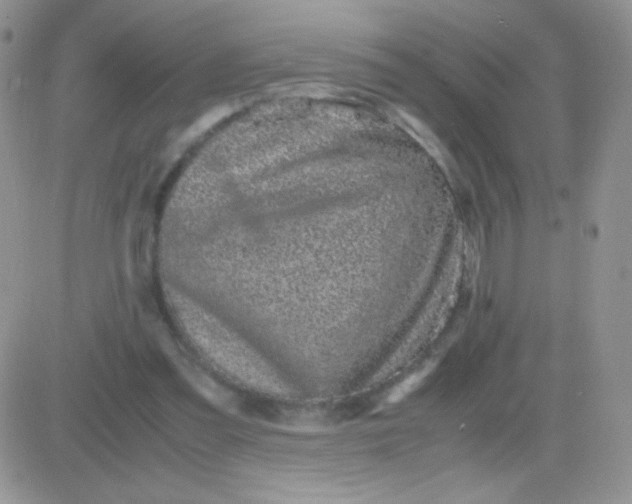 X0000081390301200701252111