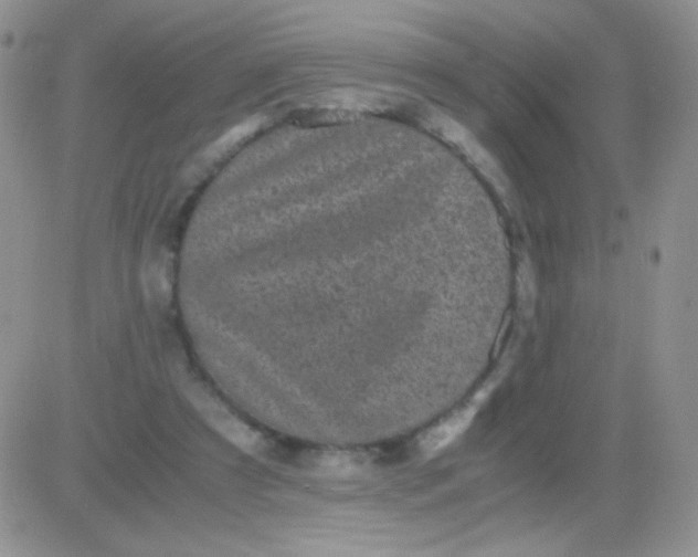 X0000081390305200701252111