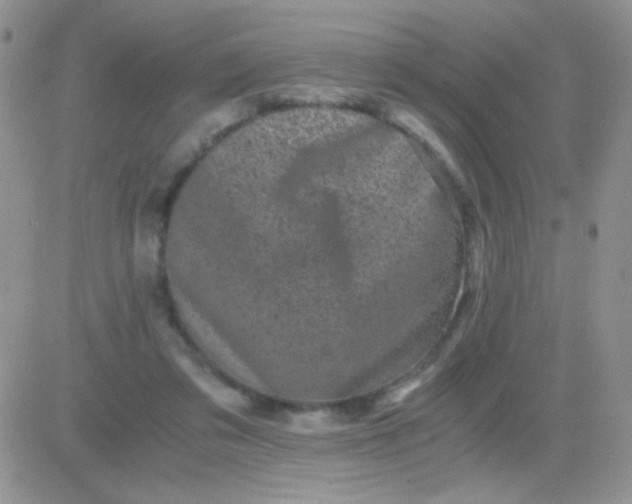 X0000081390309200701252111