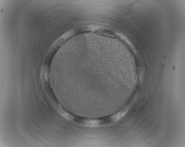 X0000081390313200701252111