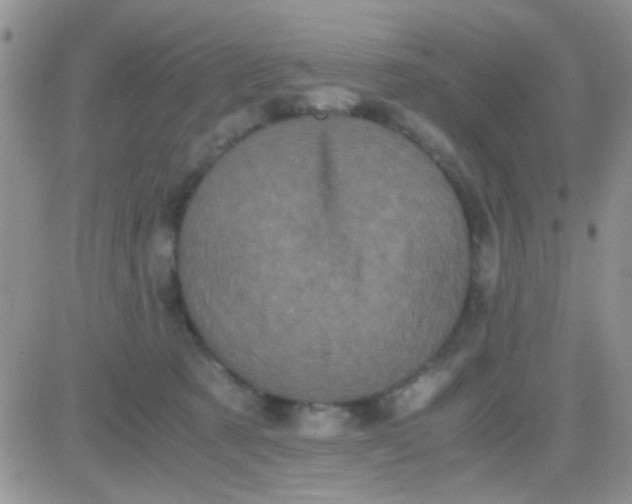 X0000081390321200701252111