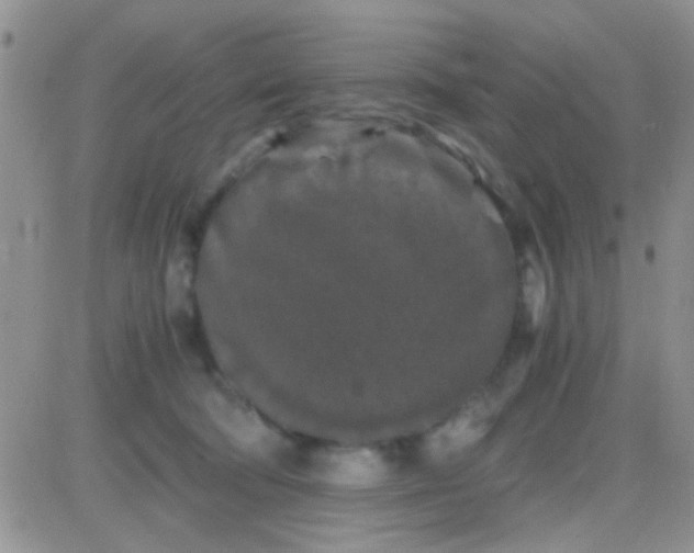 X0000081390322200701252111