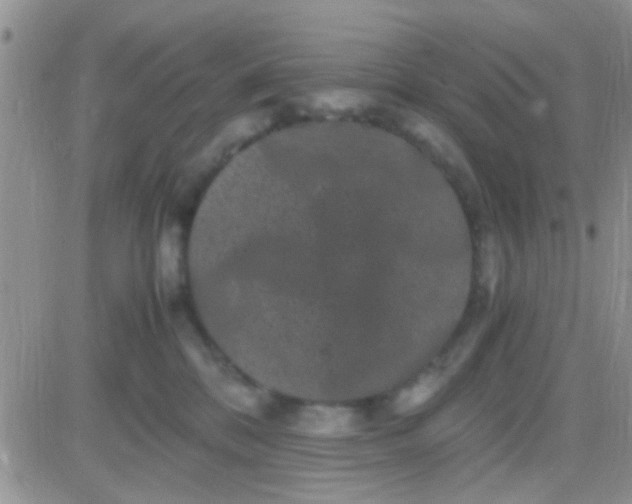 X0000081390328200701252110