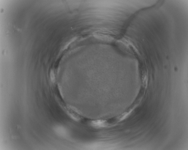 X0000081390335200701252110