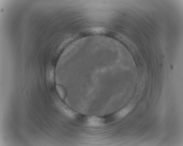 X0000081390336200701252110