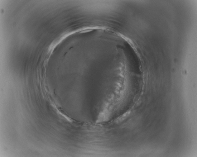 X0000081390337200701252110