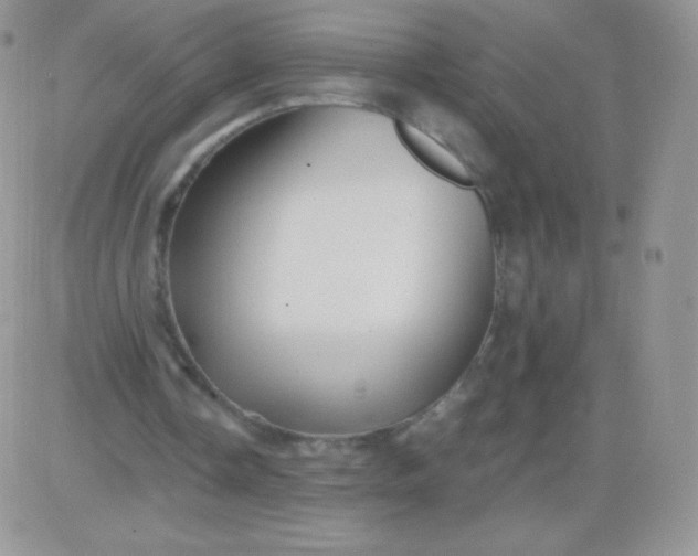 X0000081390338200701252110