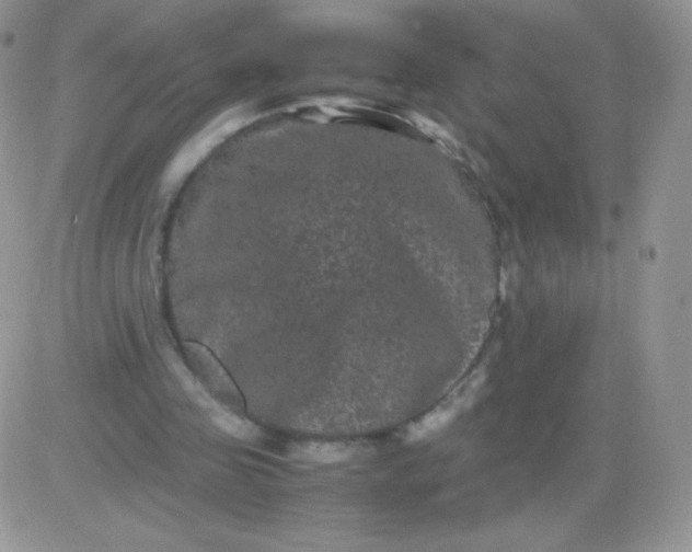 X0000081390341200701252110