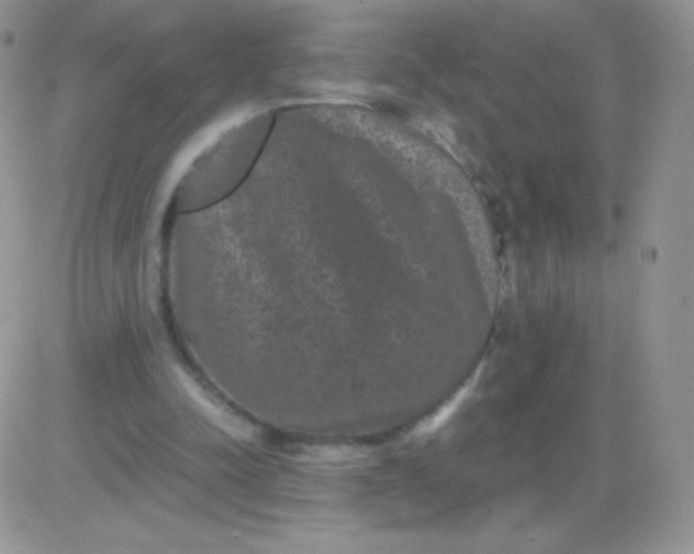 X0000081390342200701252110