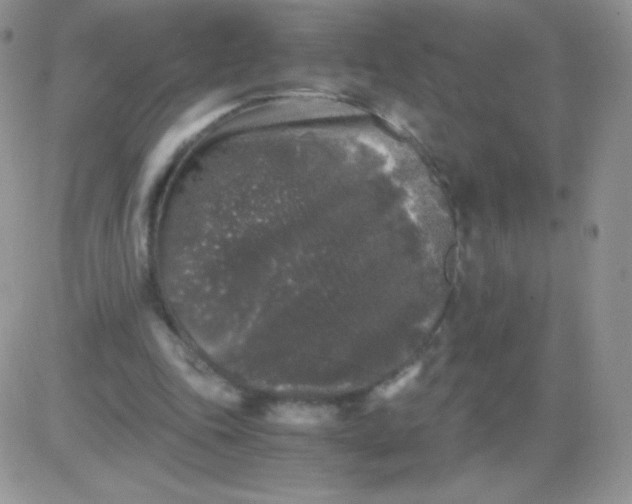 X0000081390343200701252110