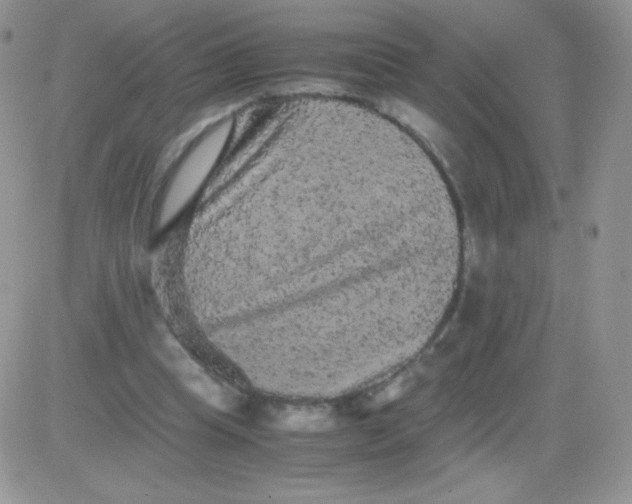 X0000081390345200701252110