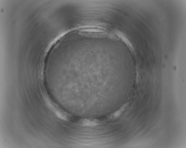 X0000081390346200701252110