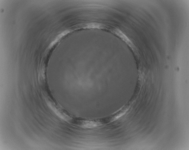 X0000081390347200701252110