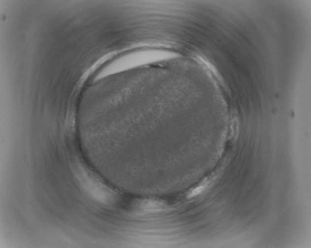 X0000081390348200701252110