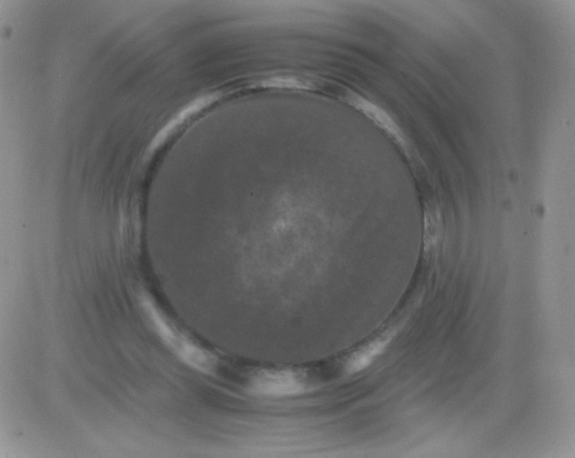 X0000081390349200701252110