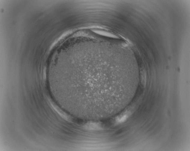 X0000081390350200701252110