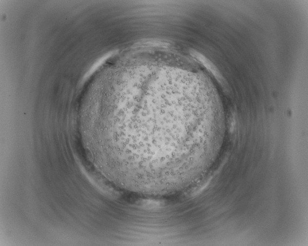 X0000081390352200701252110