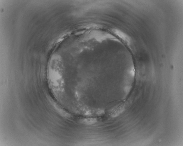 X0000081390353200701252110