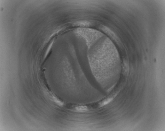 X0000081390355200701252110