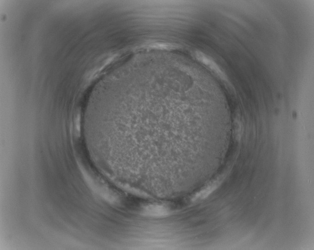 X0000081390358200701252110