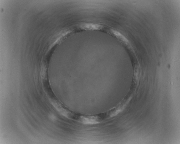 X0000081390359200701252110