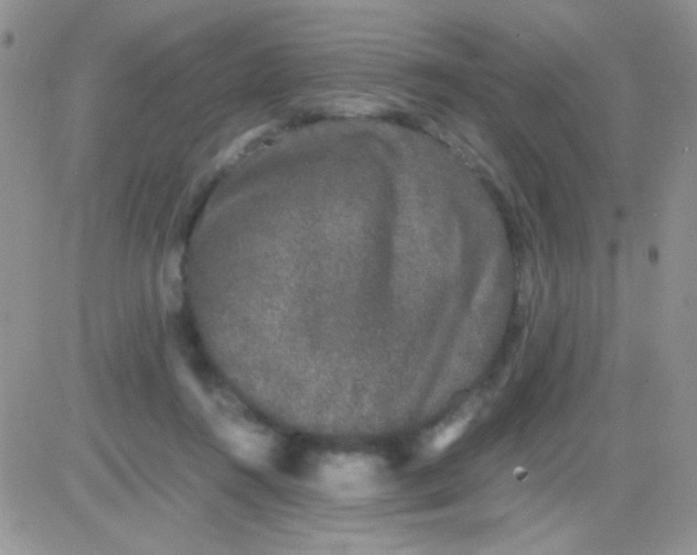 X0000081390360200701252110