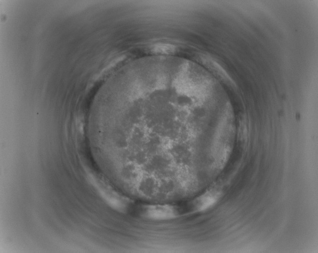 X0000081390363200701252110