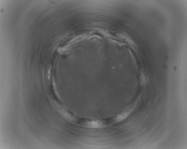 X0000081390365200701252110