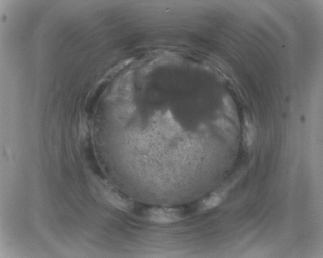 X0000081390367200701252110