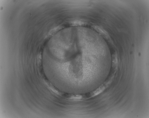 X0000081390369200701252110