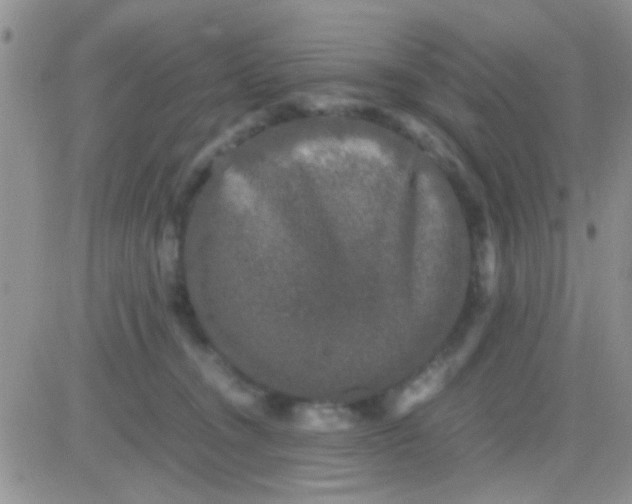 X0000081390372200701252110