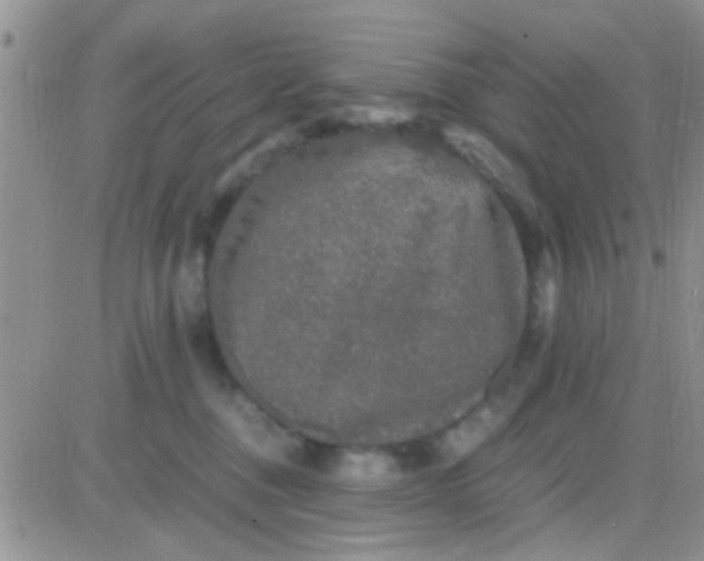 X0000081390376200701252110