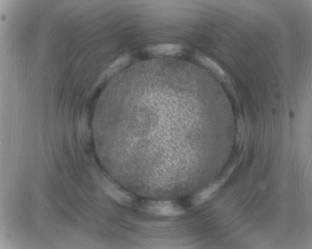 X0000081390377200701252110