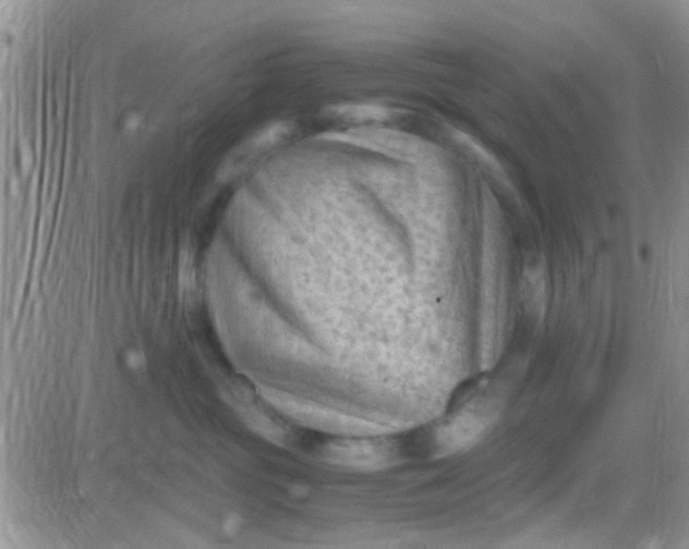 X0000081390381200701252110