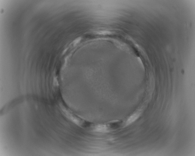 X0000081390384200701252110